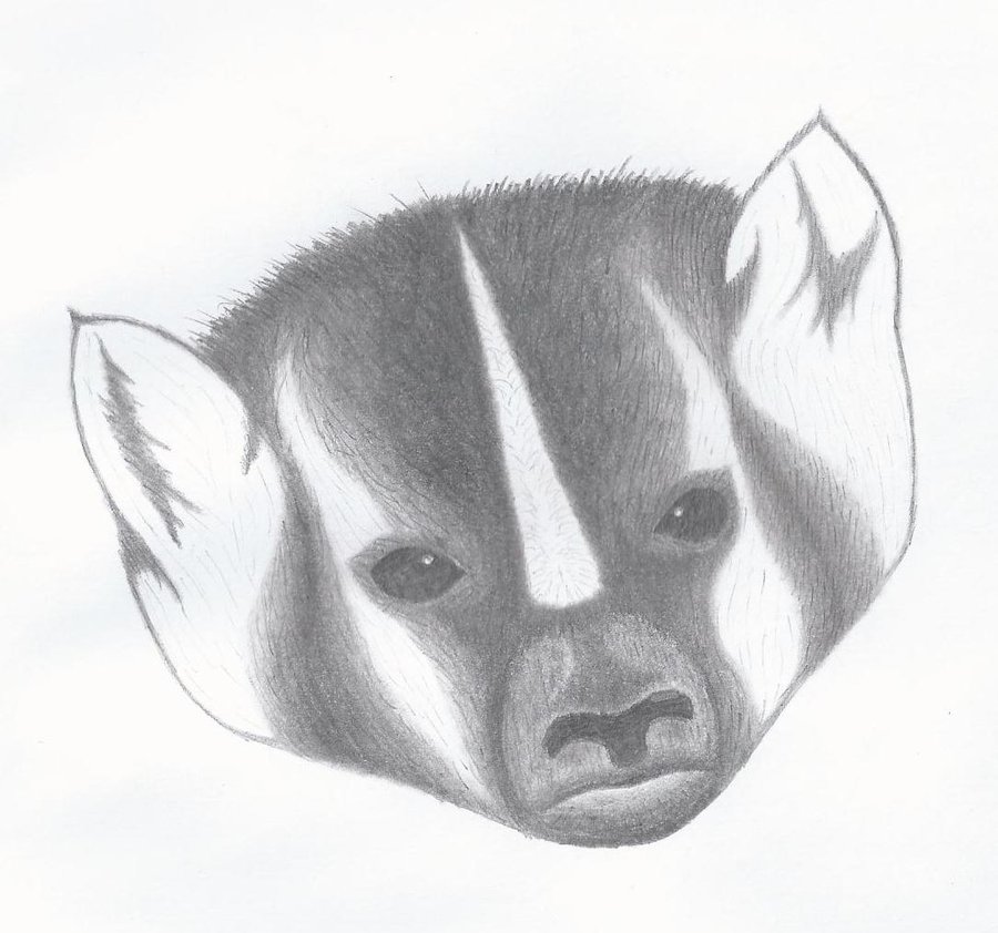 900x842 Badger Sketch By Kstrawberry - Badger Sketch