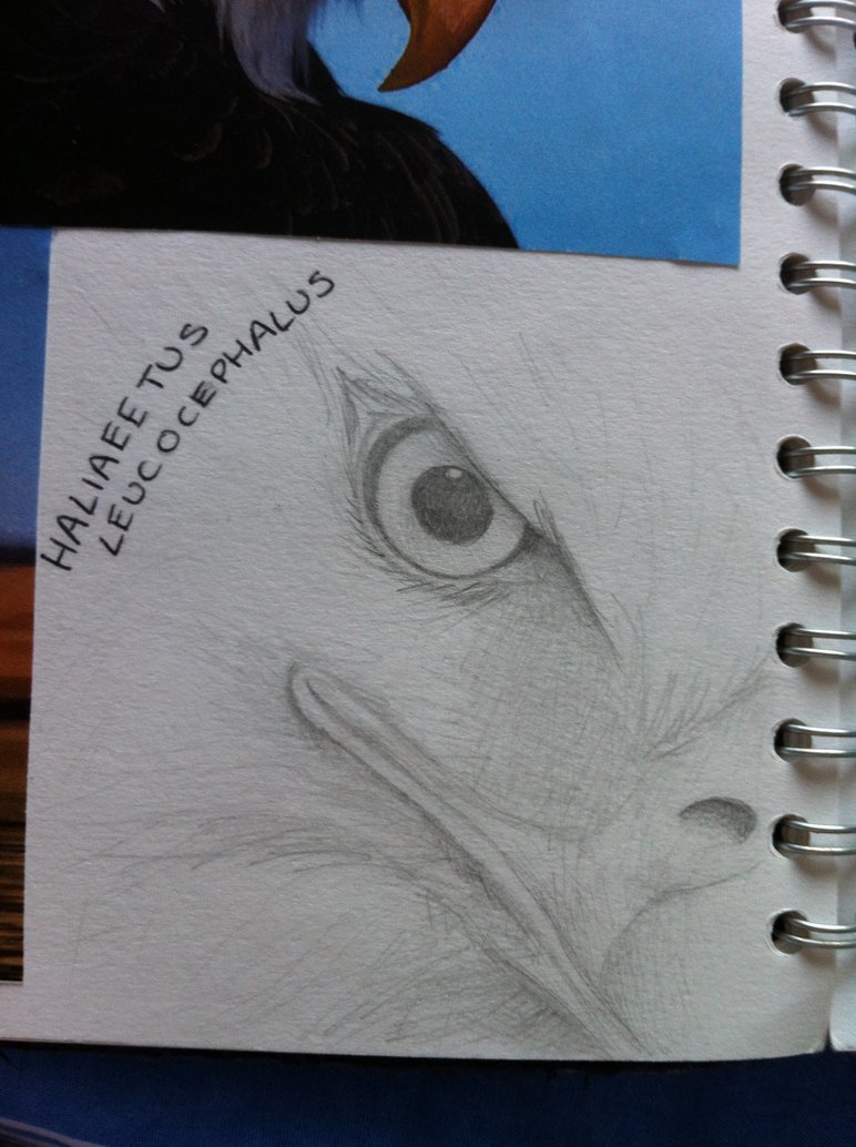 772x1034 Bald Eagle Pencil Sketch (Haliaeetus Leucocephalus By Whitehart37 - Bald Eagle Pencil Sketch