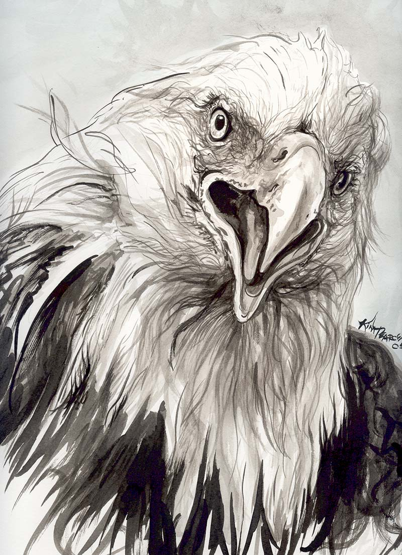 800x1103 Bald Eagle Sketches Drawings Eagle Head Ink Sharon Ontiberos - Bald Eagle Pencil Sketch