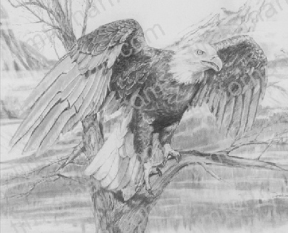 404x327 Bald Eagle Tree - Bald Eagle Pencil Sketch