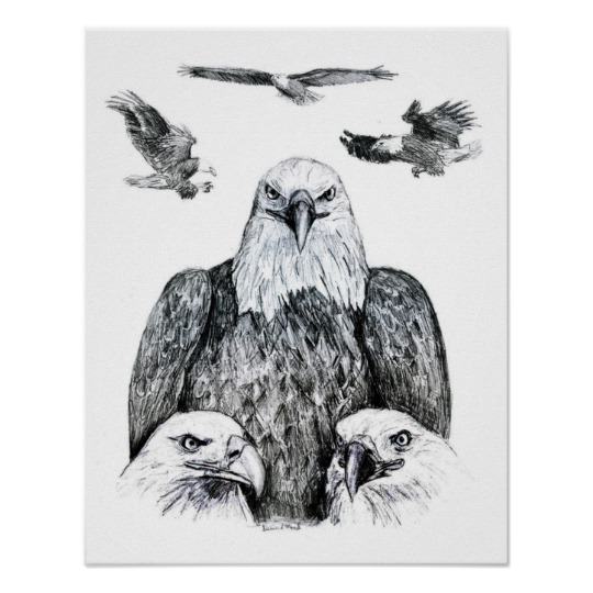 Bald Eagle Pencil Sketch at PaintingValley.com | Explore collection of ...