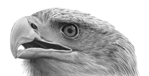 490x250 Collection Of Detailed Eagle Drawing High Quality, Free - Bald Eagle Pencil Sketch