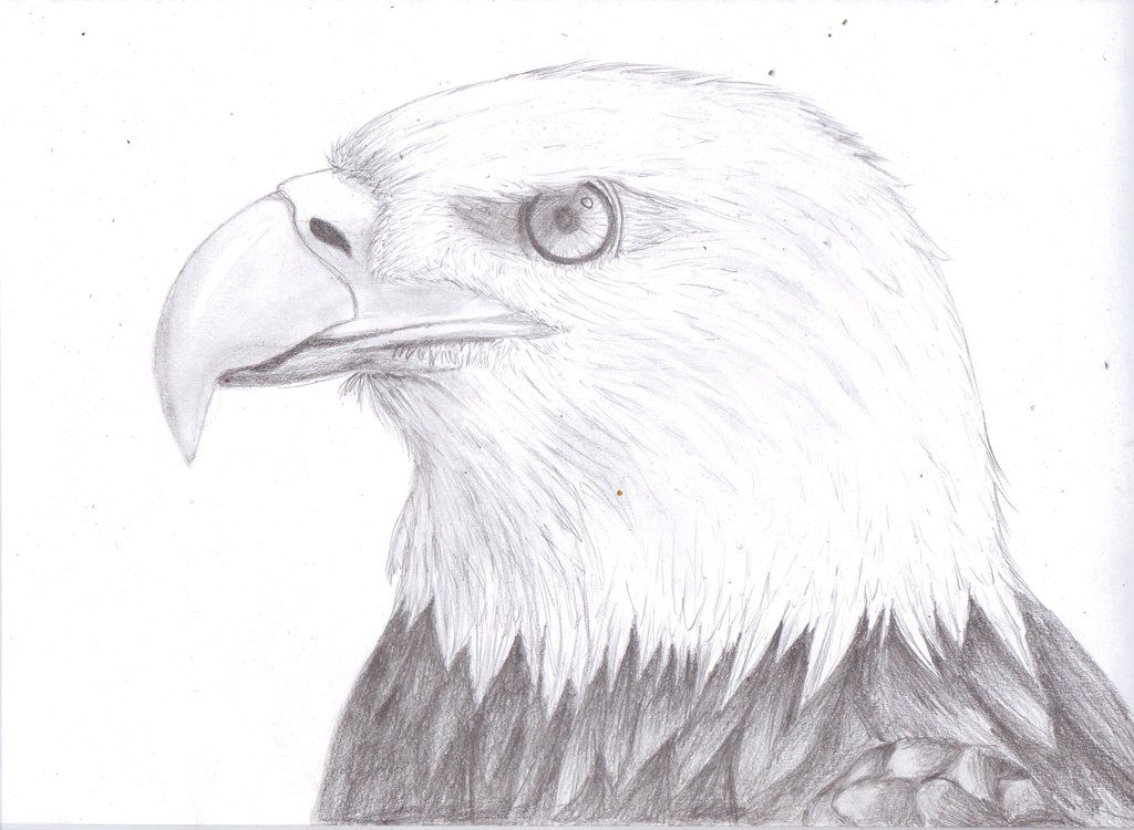 1024x750 Drawn Bald Eagle Sketch - Bald Eagle Pencil Sketch