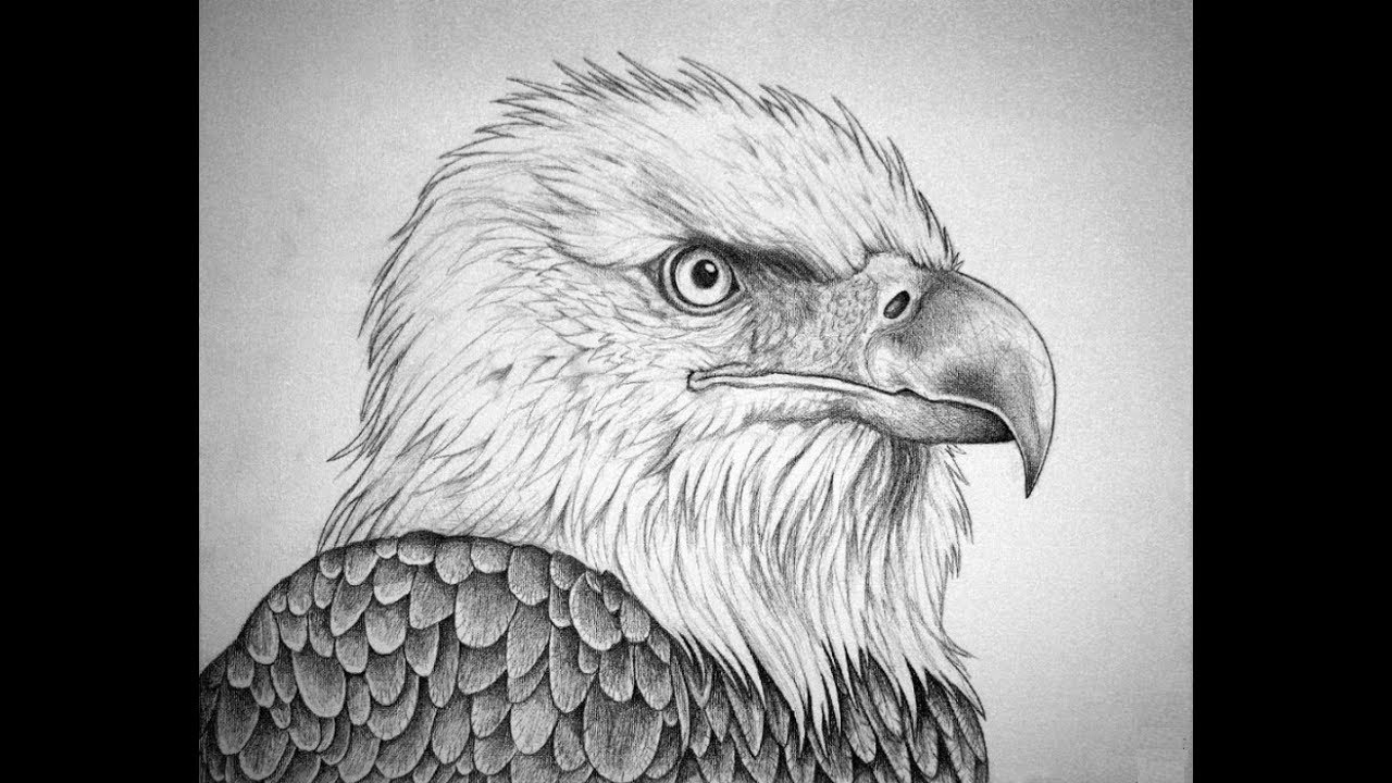 1280x720 Eagle Drawings In Pencil How To Draw Bald Eagle Head Pencil - Bald Eagle Pencil Sketch