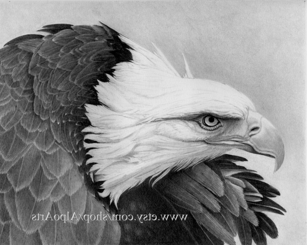 Bald Eagle Pencil Sketch at PaintingValley.com | Explore collection of ...