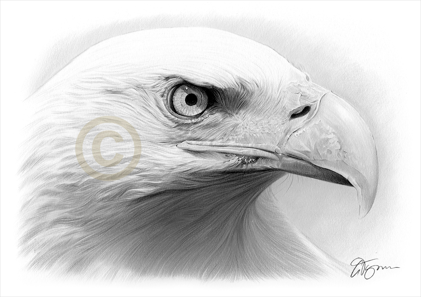 1415x1000 Bald Eagle Pencil Drawing Art Print A4 A3 Signed By Uk Artist - Bald Eagle Pencil Sketch