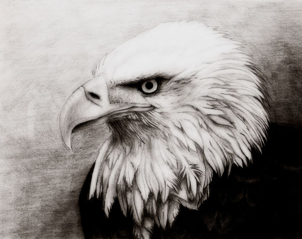 1000x790 Pencil Drawings Eagles Charcoal Drawings Of Eagles Bald Eagle - Bald Eagle Pencil Sketch