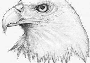 300x210 Pencil Sketching Of Eagles Gallery Pics Of Eagles In Pencil - Bald Eagle Pencil Sketch