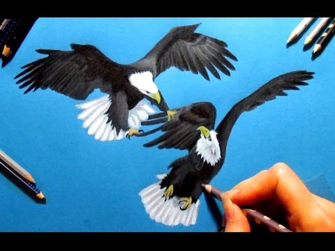480x360 Speed Drawing 2 Bald Eagles, Colored Pencils On Blue Paper - Bald Eagle Pencil Sketch