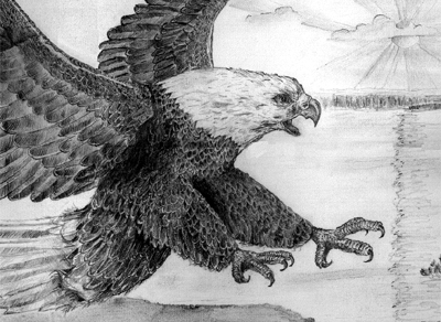 400x292 Gabriel Ashley Post .. Portfolio .. Sketching Amp Artwork .. Bald - Bald Eagle Pencil Sketch