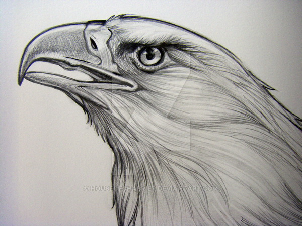 600x450 Bald Eagle Pencil Detail 2 By Houseofchabrier - Bald Eagle Pencil Sketch