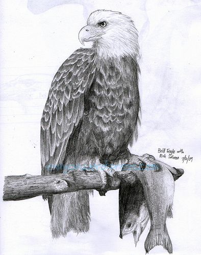 394x500 Bald Eagle Pencil Drawing (Again!) Animal Drawings - Bald Eagle Pencil Sketch