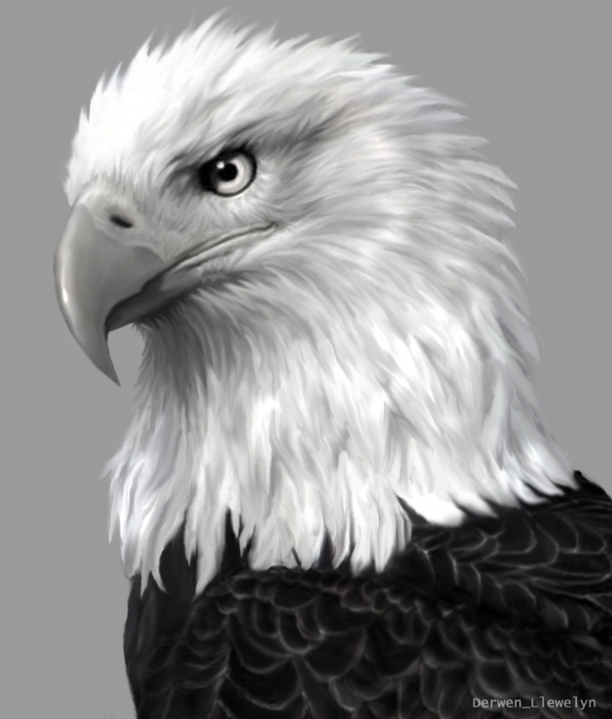 872x1024 Bald Eagle Pencil Drawing - Bald Eagle Pencil Sketch