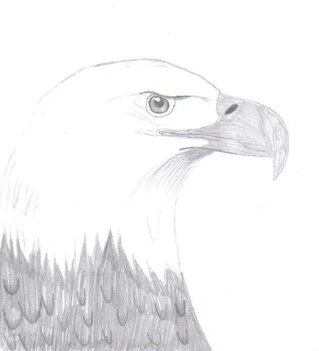 Bald Eagle Sketch at PaintingValley.com | Explore collection of Bald ...