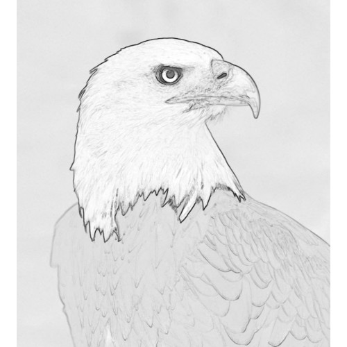 500x500 Bald Eagle Sketch For Canvas Painting - Bald Eagle Sketch
