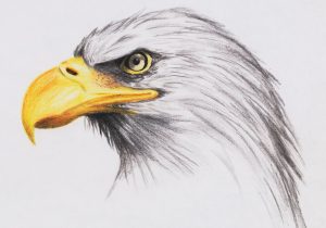 300x210 Bald Eagle Sketches Drawings - Bald Eagle Sketch
