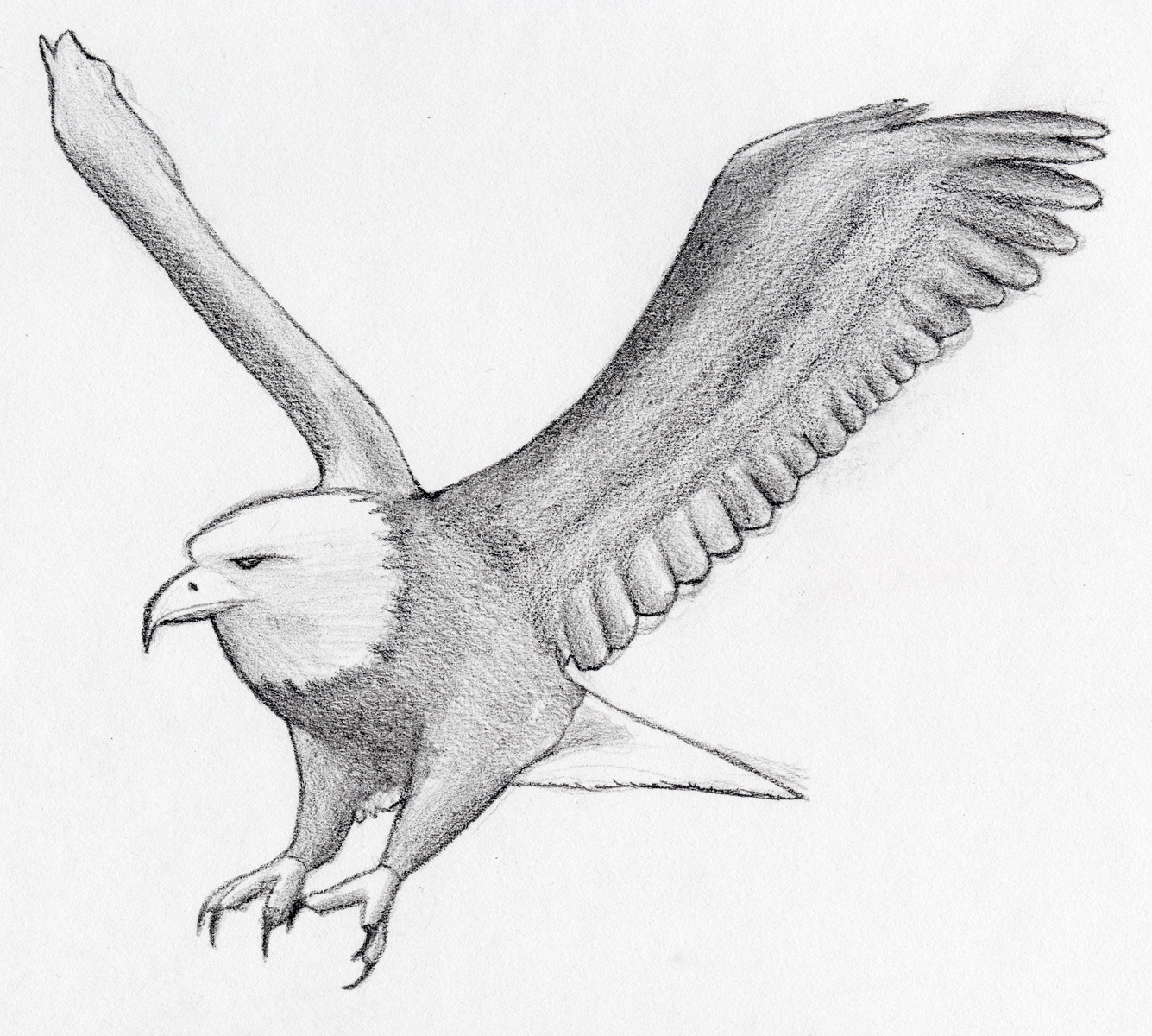 1335x1200 Bald Eagle By Praze - Bald Eagle Sketch