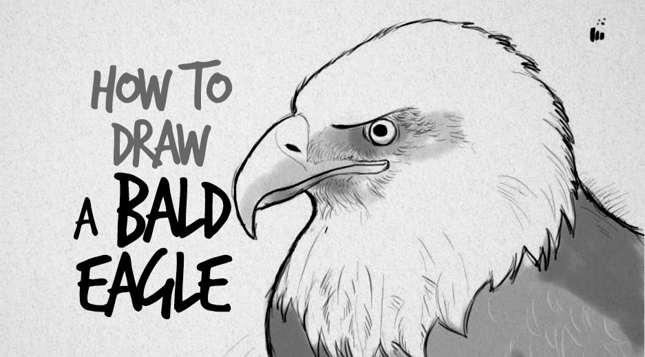 937x518 Drawn Bald Eagle Sketch 16 - Bald Eagle Sketch