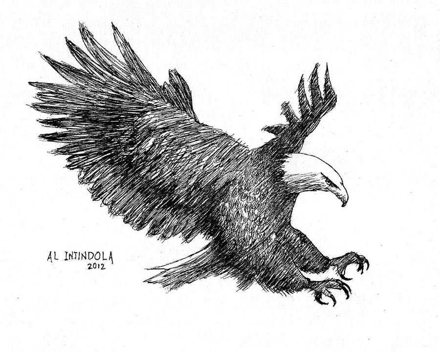 900x720 Drawn Bald Eagle Sketch - Bald Eagle Sketch
