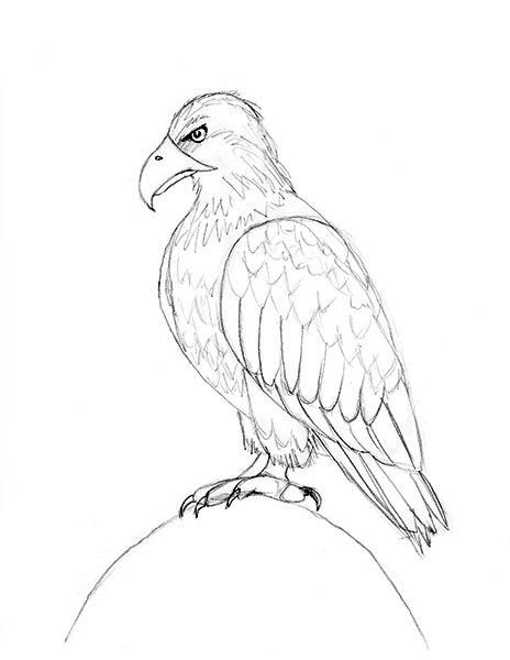 464x600 How To Draw A Bald Eagle Lovetoknow - Bald Eagle Sketch