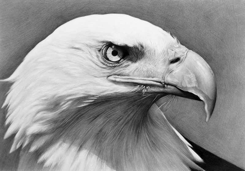 800x559 Bald Eagle Art Drawing Skill - Bald Eagle Sketch
