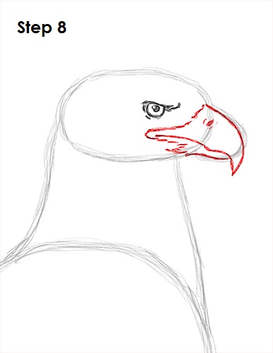 386x500 How To Draw An Eagle (Bald) - Bald Eagle Sketch