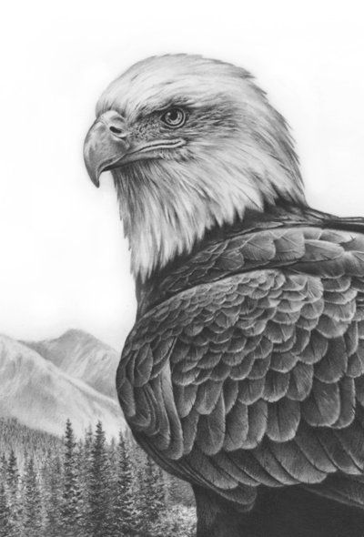 400x590 Pencil Art Gallery Eagles Bald Eagle Drawings Eagle - Bald Eagle Sketch