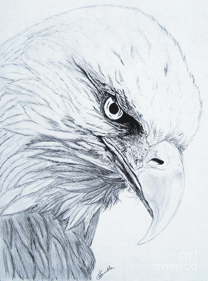 667x900 Bald Eagle Drawing By Nancy Rucker - Bald Eagle Sketch