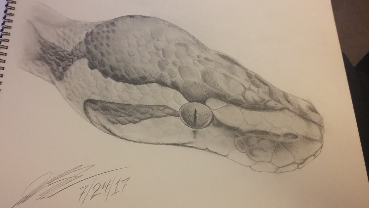 1280x720 Ball Python Sketch - Ball Python Sketch