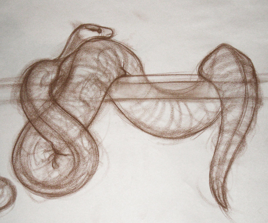 Ball Python Sketch at PaintingValley.com | Explore collection of Ball ...