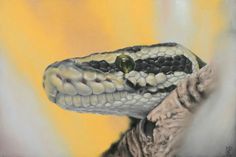 Ball Python Sketch at PaintingValley.com | Explore collection of Ball ...