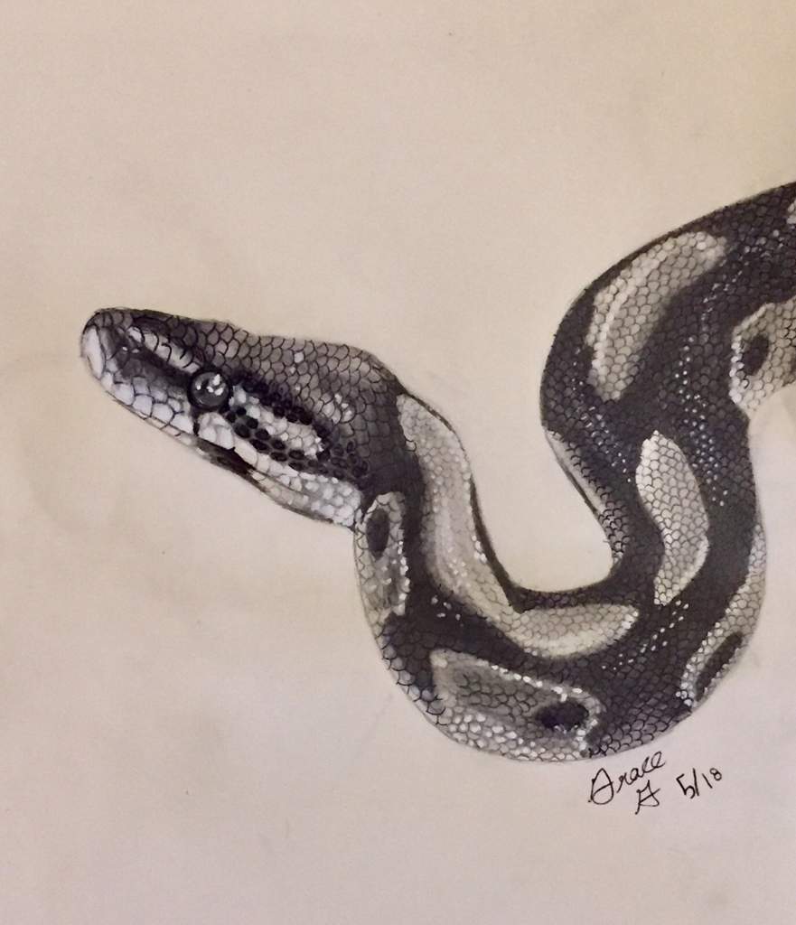 Ball Python Sketch at PaintingValley.com | Explore collection of Ball ...