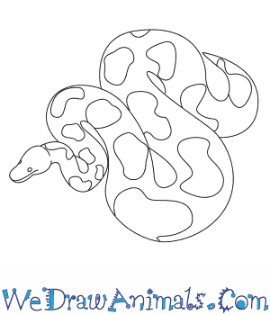 Ball Python Sketch at PaintingValley.com | Explore collection of Ball ...