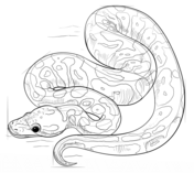 Ball Python Sketch at PaintingValley.com | Explore collection of Ball ...