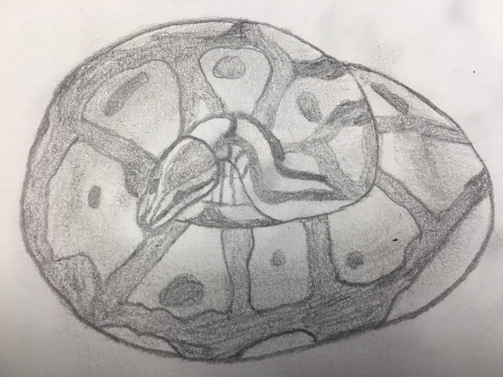 Ball Python Sketch at PaintingValley.com | Explore collection of Ball ...