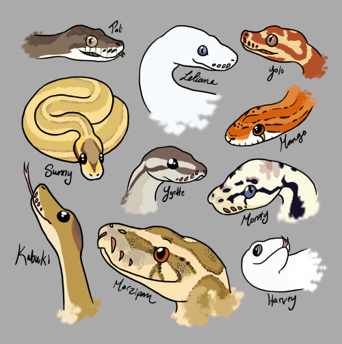 Ball Python Sketch at PaintingValley.com | Explore collection of Ball ...