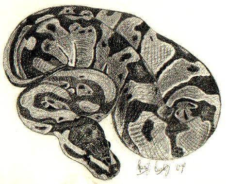 Ball Python Sketch at PaintingValley.com | Explore collection of Ball ...