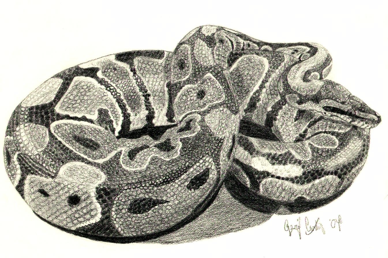 Ball Python Sketch at Explore collection of Ball