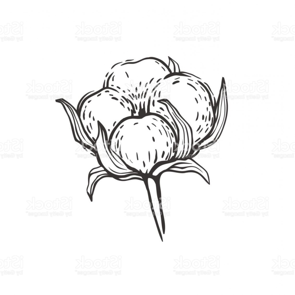 1228x1228 Cotton Ball Vector Sketch Gm Shopatcloth - Ball Sketch