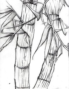 Bamboo Pencil Sketch