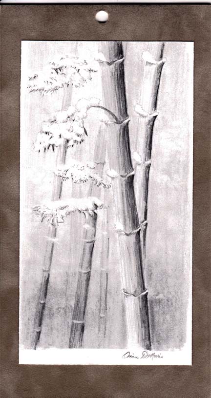 432x816 Bamboo In A Snow Special Sketches Graphite Pencil Images - Bamboo Pencil Sketch