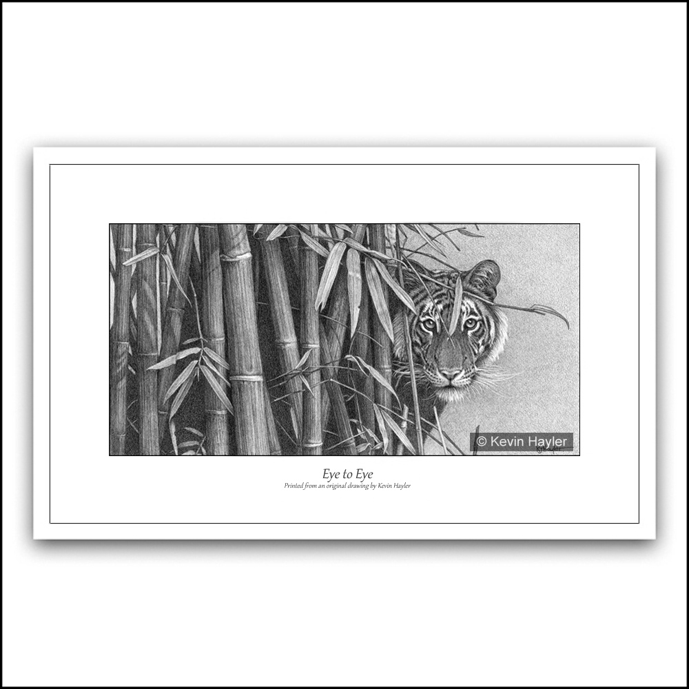 1000x1000 Eye To E - Bamboo Pencil Sketch