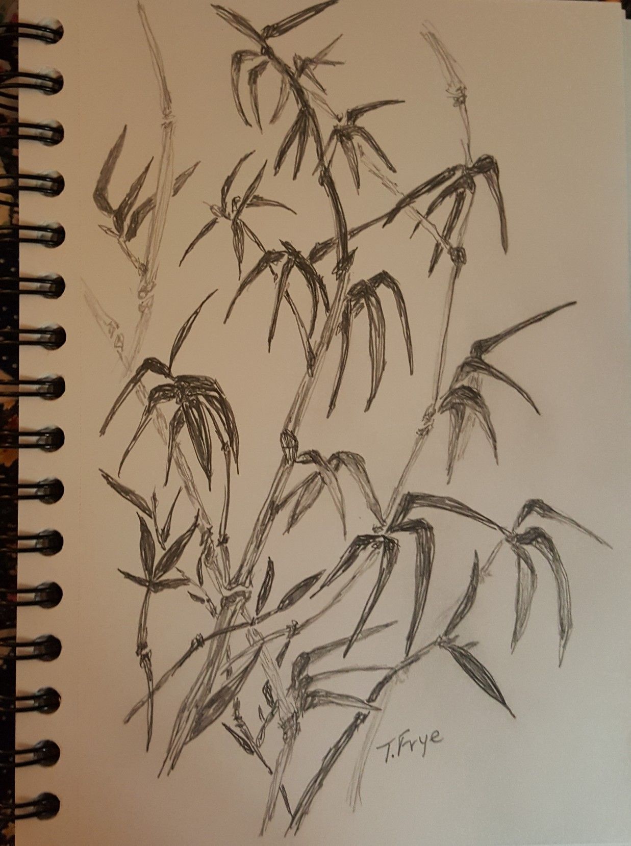 1237x1659 Tammysnest Pencil Art Bamboo Tammysnest Pencil Art - Bamboo Pencil Sketch