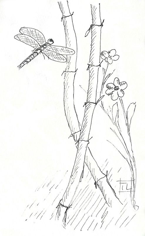 493x800 A Quick Sketch Of The Day ! Bamboo Dragonfly Sketching - Bamboo Pencil Sketch