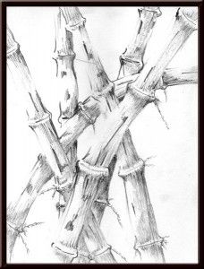 228x300 Bamboo Pencil Drawing - Bamboo Pencil Sketch