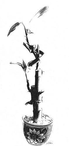 236x500 Bamboo Pencil Drawing Size 9x17 Medium Pencil Blog - Bamboo Pencil Sketch