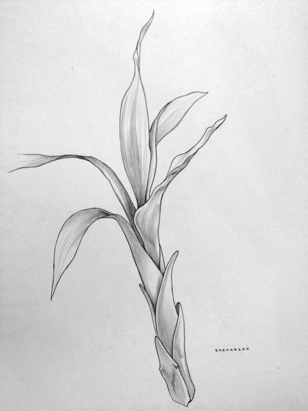 600x800 Bamboo Sketch By Sheharzad Arshad - Bamboo Sketch