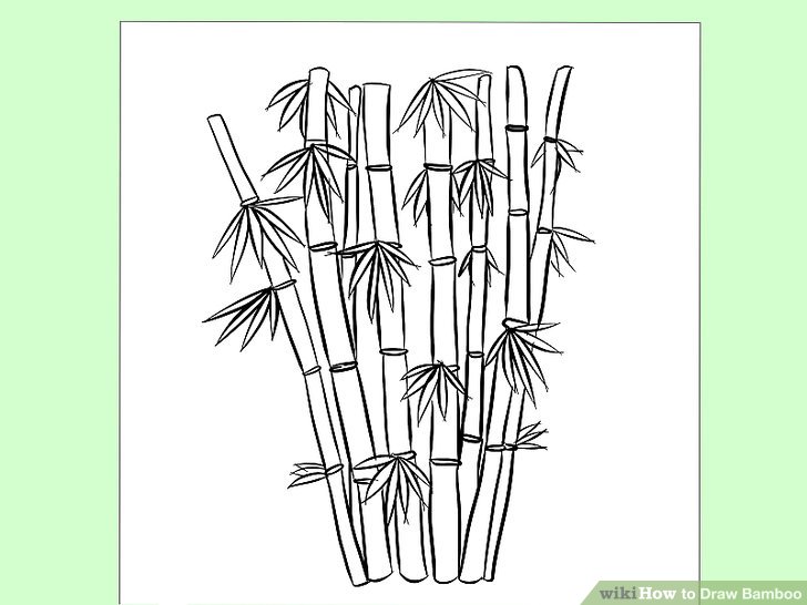 728x546 How To Draw Bamboo 8 Steps (With Pictures) - Bamboo Sketch
