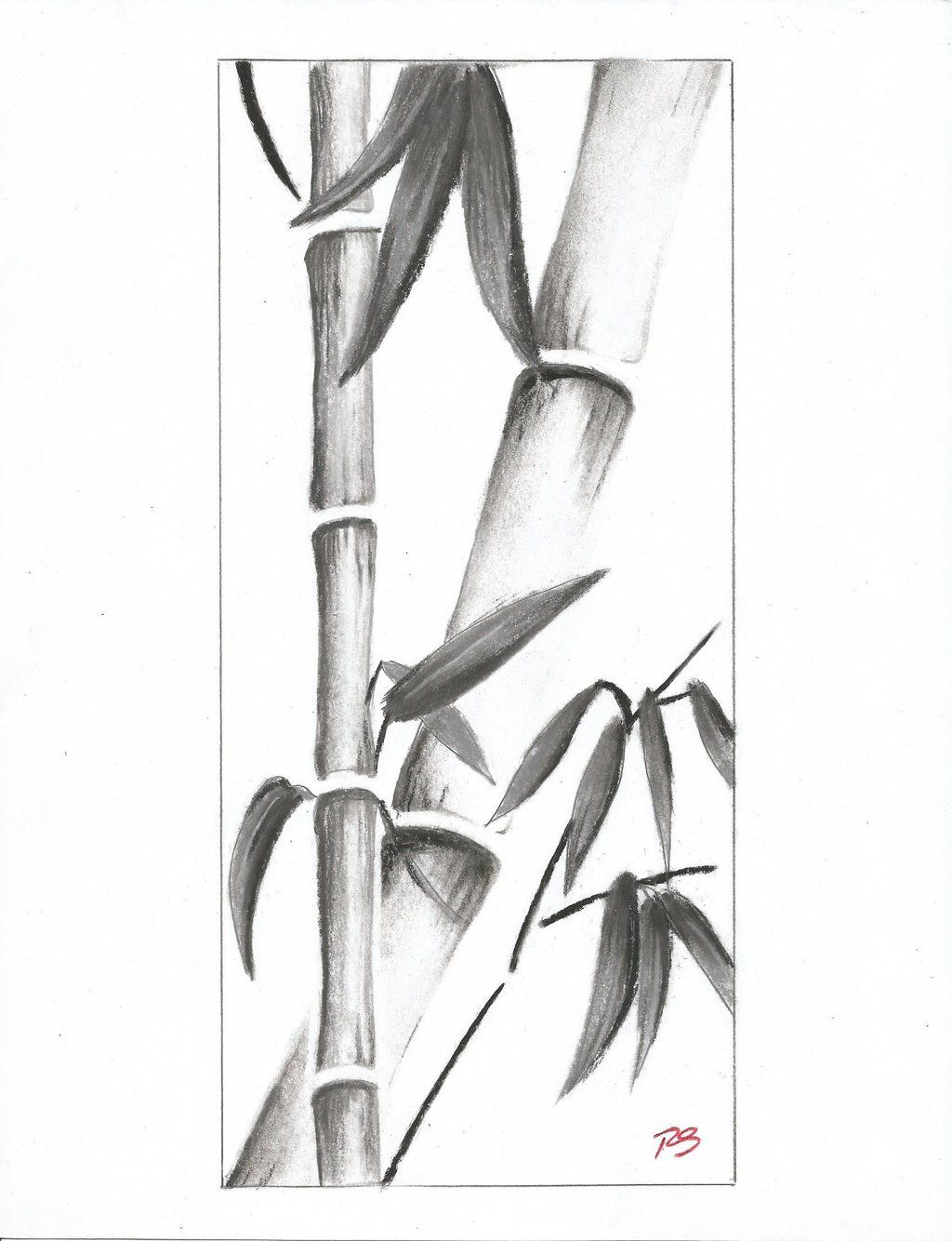 1024x1334 Bamboo Pencil Drawing - Bamboo Sketch