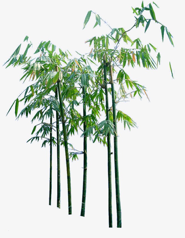 650x835 Creative Cartoon Bamboo Trees, Cartoon Clipart, Bamboo Clipart - Bamboo Tree Sketch